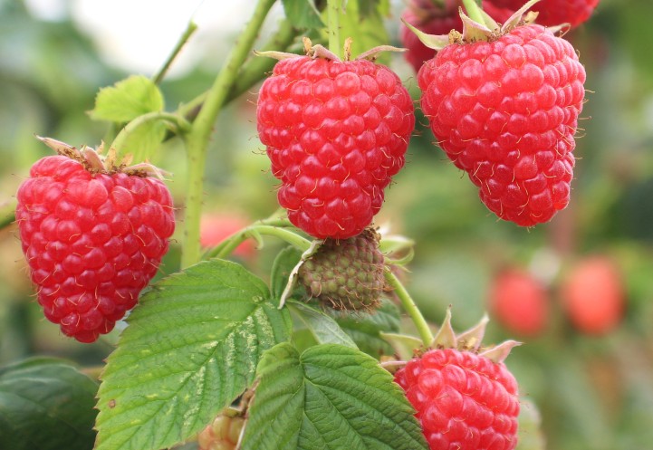 Several red 'Crimson Beauty" raspberries hang from green leaves and stems.