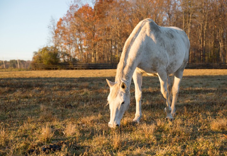 A grey dapple horse grazing in the foreground, fall leaves on the trees in the background. 