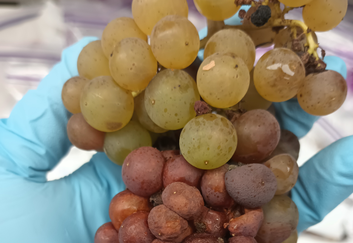 hand holding grape cluster with rot