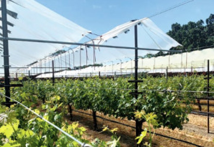 Greenhouse growing grapes