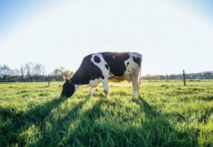 Dairy cow in a field