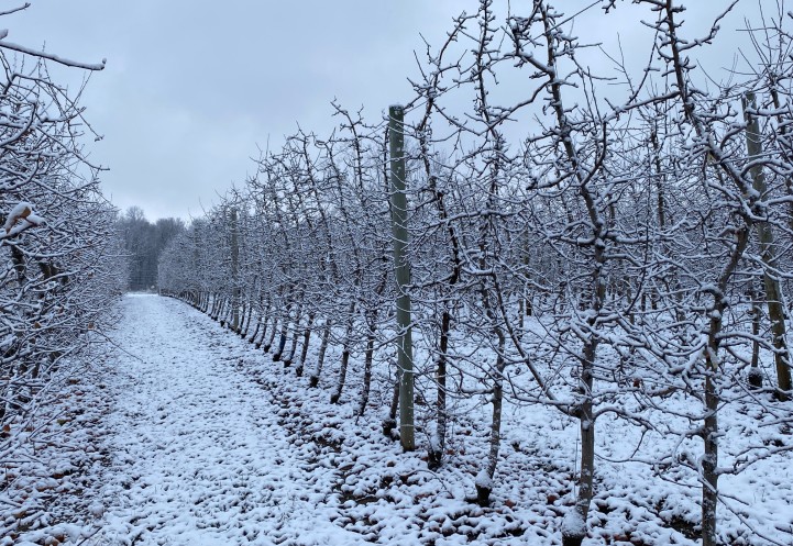 Snow-covered apple orchard with bare trees in neat rows.