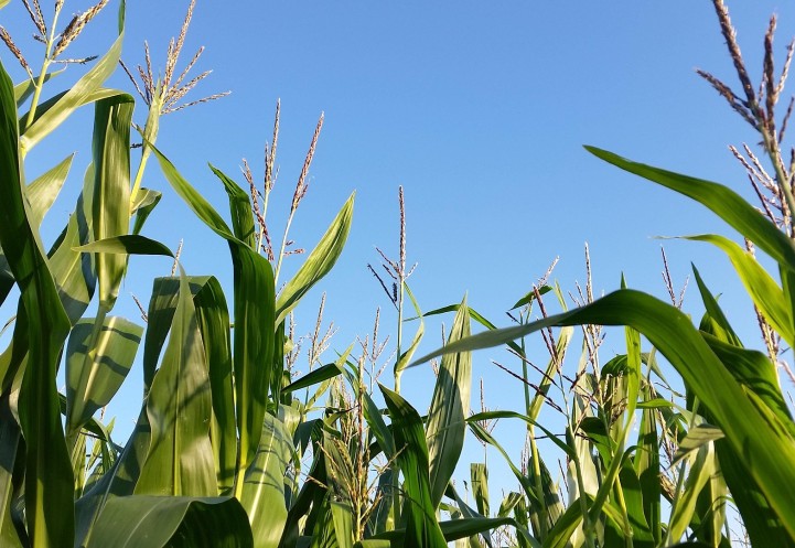 The tops of corn in a field.