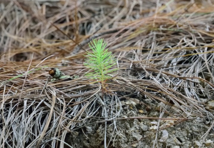 a young pine tree sprouts from the forest floor