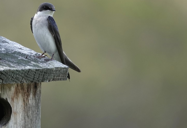 Tree swallow