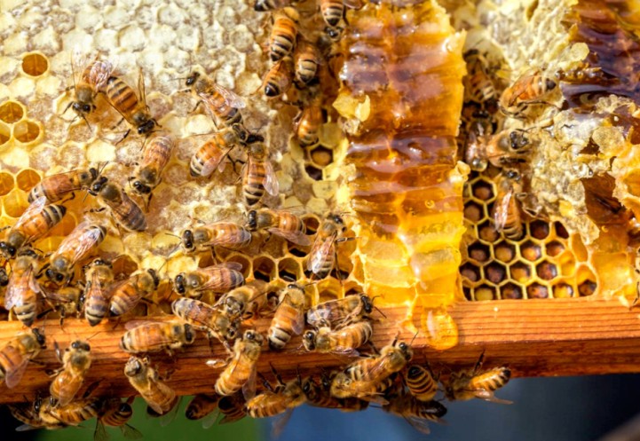 Worker bees on a frame of honeycomb.