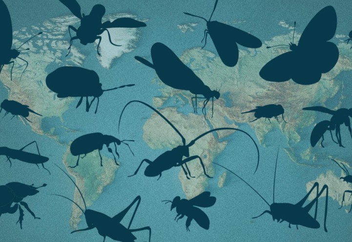 graphic of insects overlaying world map