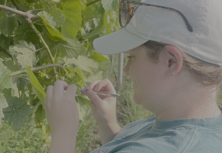 woman holding grape cluster to brush pollen on
