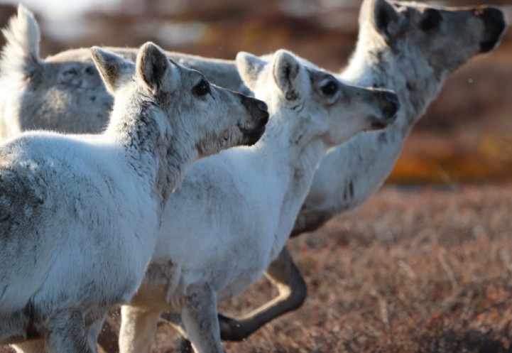 caribou running through a field