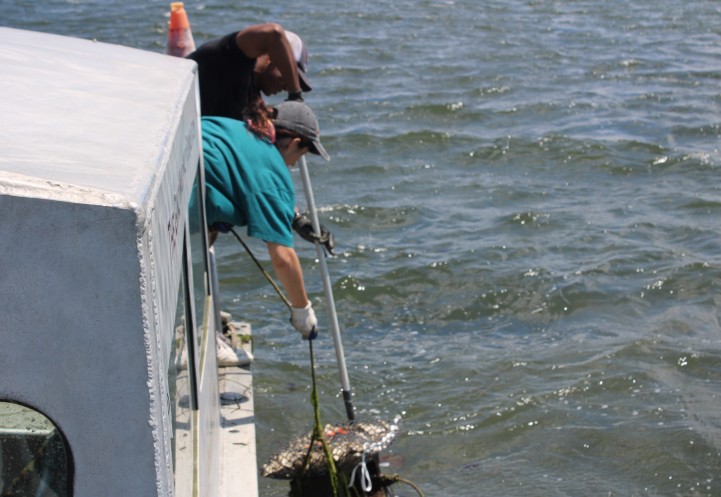 Two people harvest oysters from the waters of Manhasset Bay.