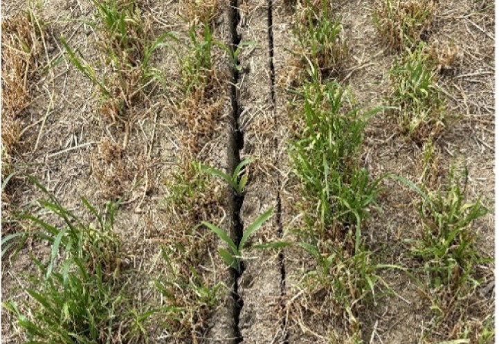 ryegrass field