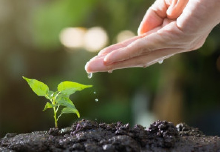 Hand watering a small sprout in the ground
