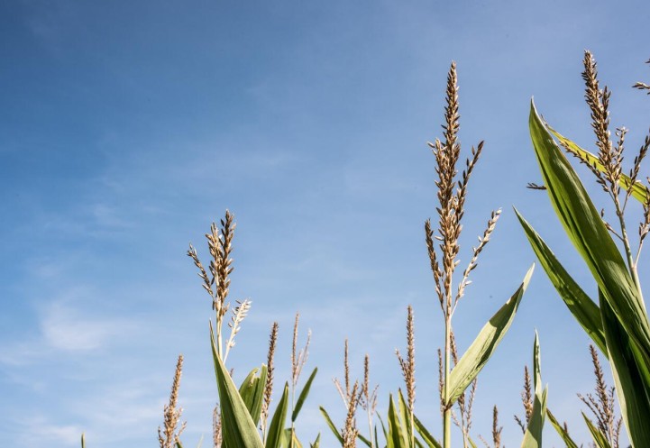 Corn field