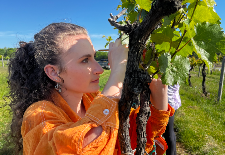 Mirelle working with grapes.