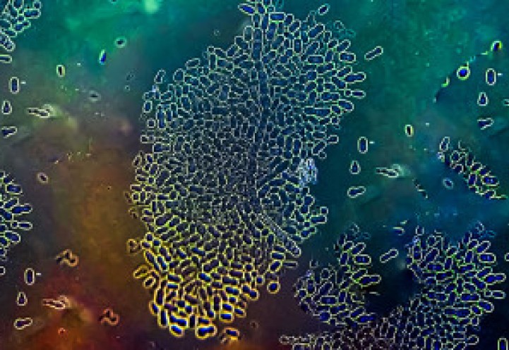Fungi