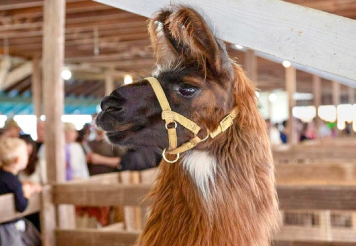 Llama 