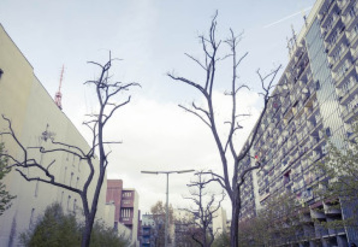 Bare trees in an urban setting