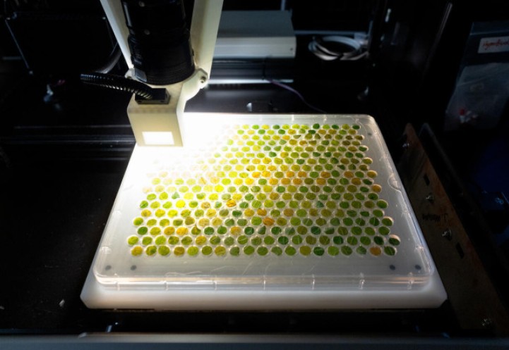 panel of grape leaf samples