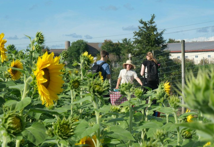 Sunflowers and people talking