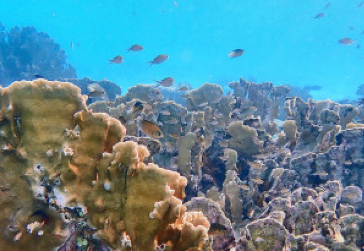 Coral on the seafloor off the coast of Curaçao