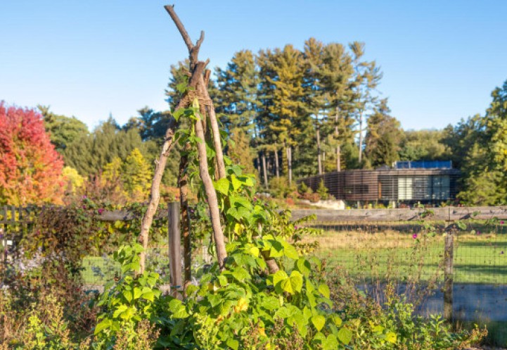  Pounder Vegetable Garden