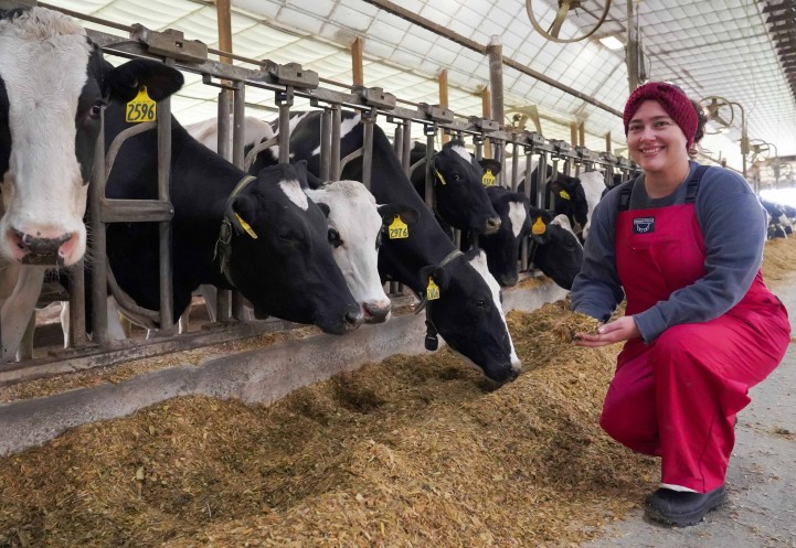a woman kneels in front of a row of cows and holds a handful of feed