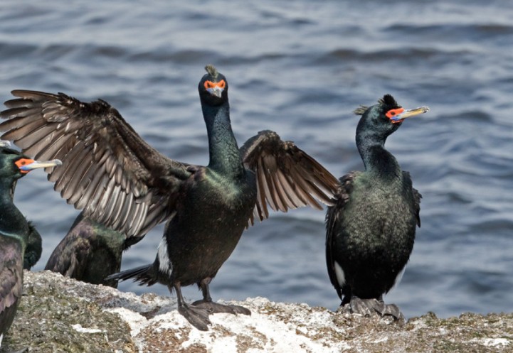 Red-faced Cormorant