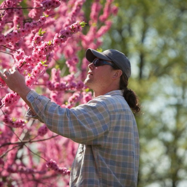 Man examines peach tree buds
