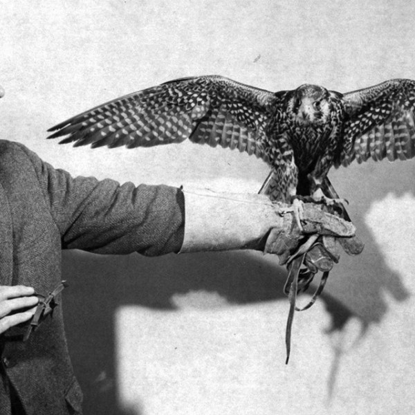 Tom Cade with Falcon