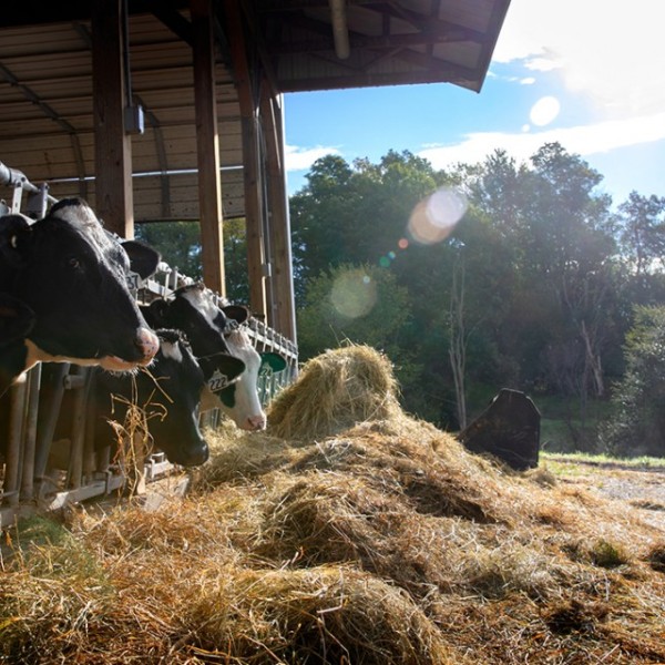 Dairy cows in stables