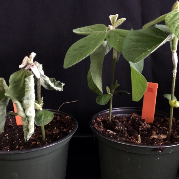 Potted soybean plants grown from seeds that were coated with Ascribe’s lead product
