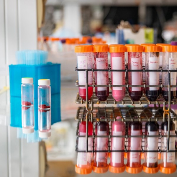 Test tubes of natural beet juice