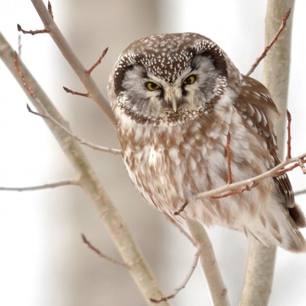Owl on tree branch