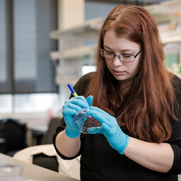 Student researcher inspects petri dish