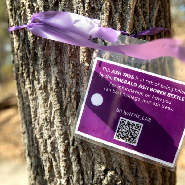 Ash tree with purple warning sign tied to it