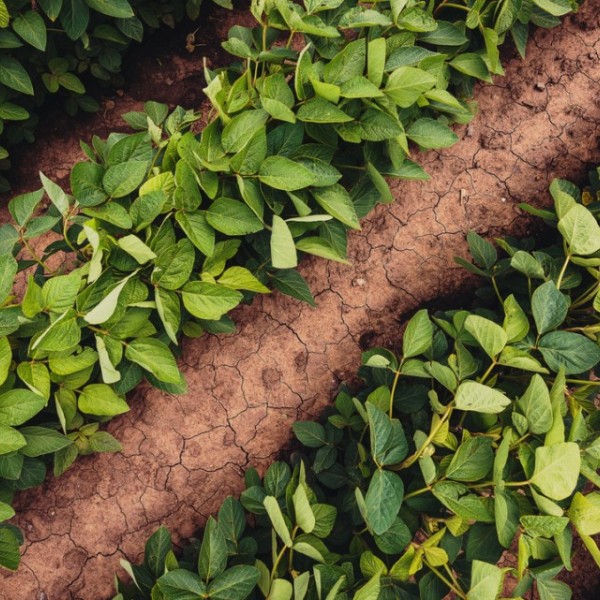 View of a field with rows of plants
