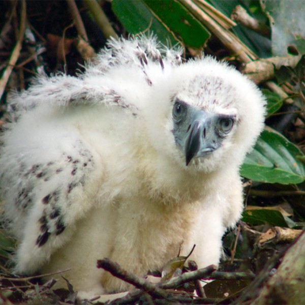 Eagle chick looks at the camera