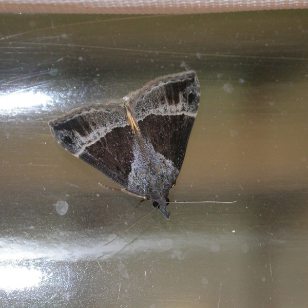 an adult Hypena opulenta moth
