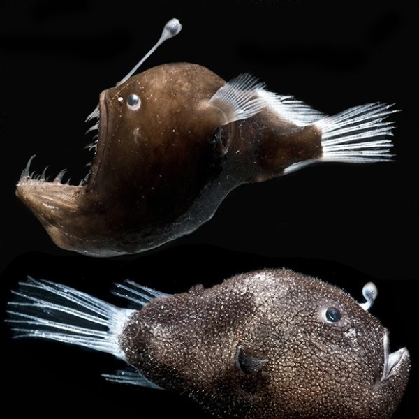 Anglerfish