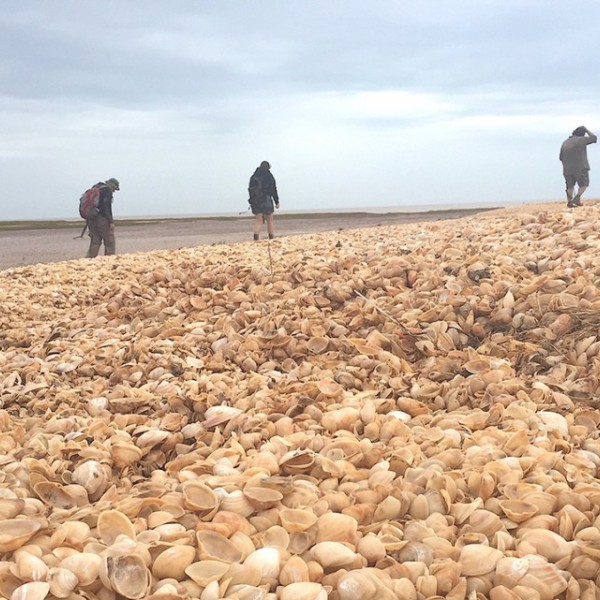 scientists trek through a chenier of clam and snail shells along the delta of the Colorado River