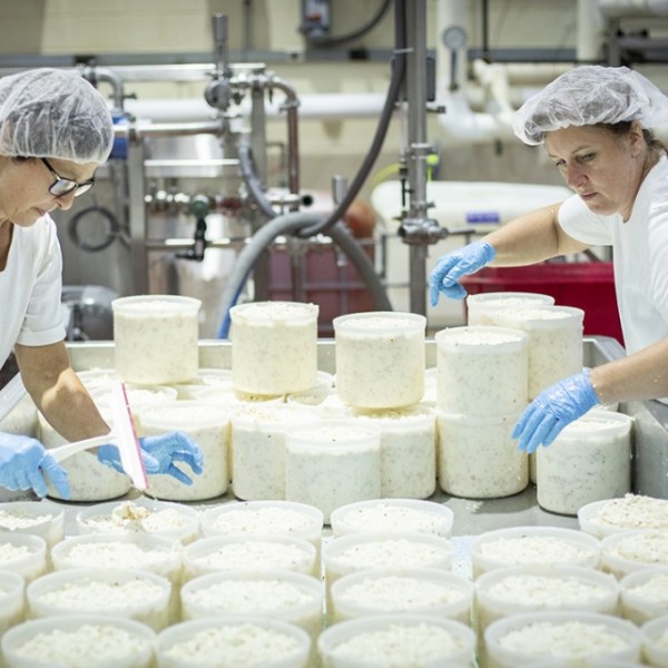 workers putting cheese into molds