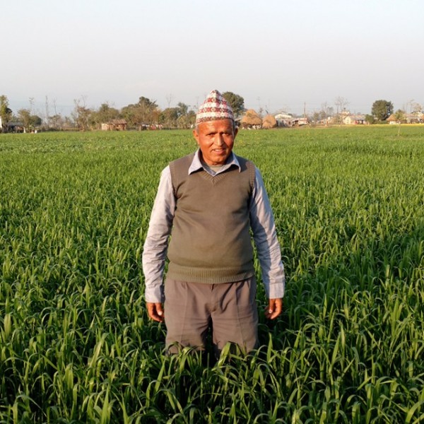Yam Lal Devkota in his wheat field in Nepal