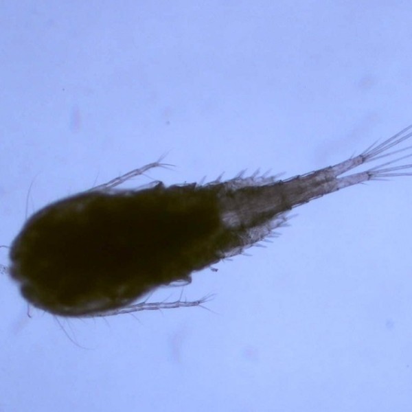 nonnative copepod Mesocyclops pehpeiensis