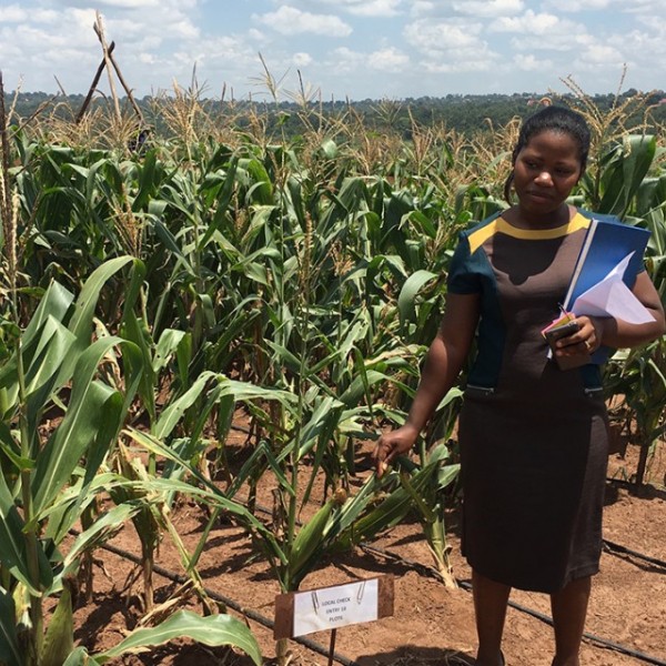 Winnie Nanteza stands in front of a plot of genetically modified corn
