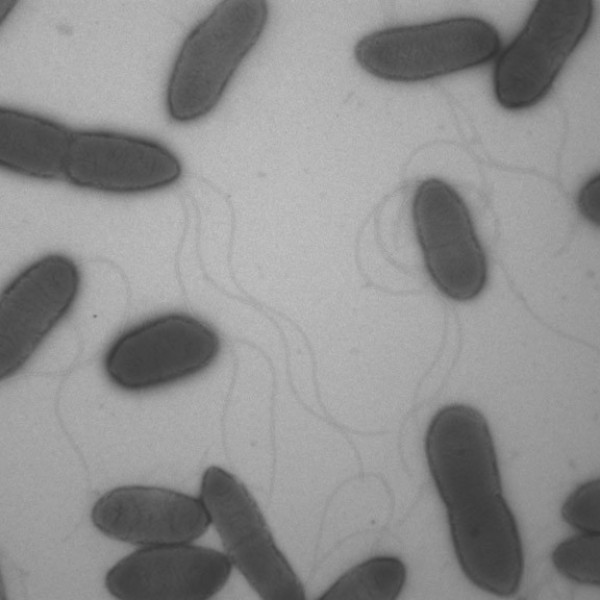 several proteobacteria 