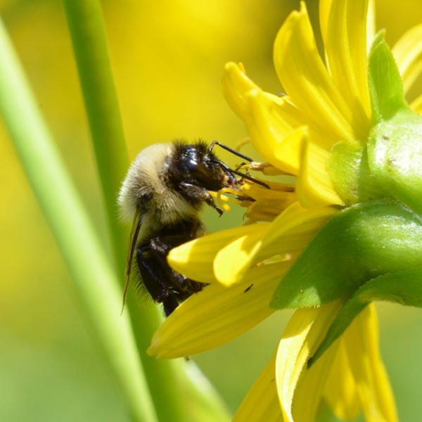 A bumblebee foraging on a cup plant
