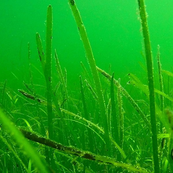 lesions on eelgrass in an underwater meadow