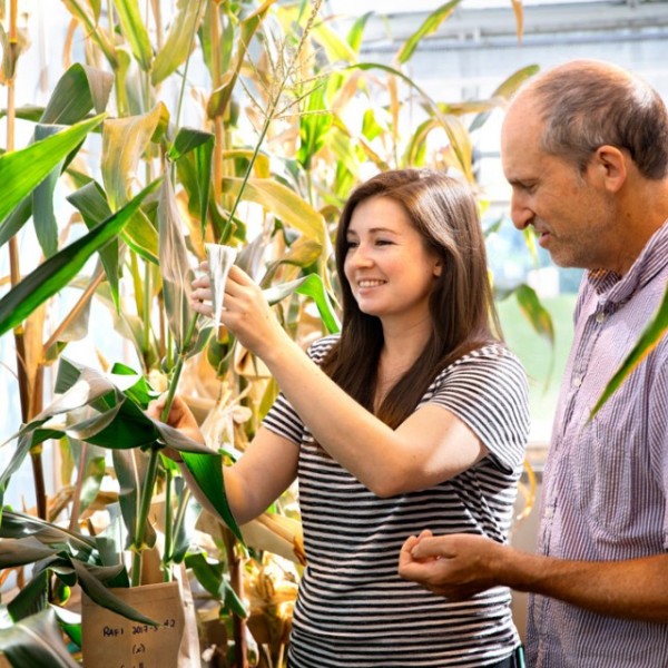 Coralie Salesse and David Stern examine corn stalks