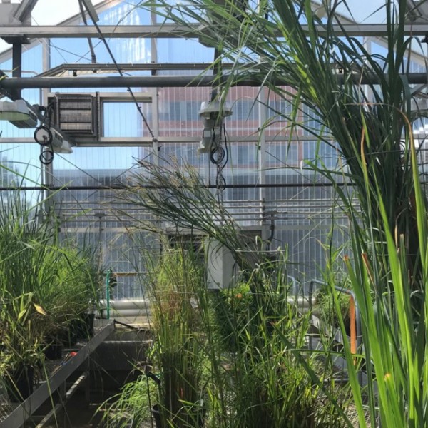 Plants inside a greenhouse