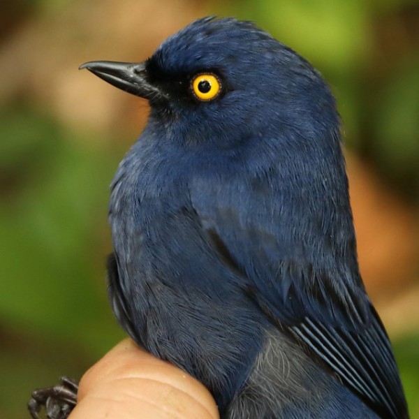 side profile of a Flowerpiercer bird